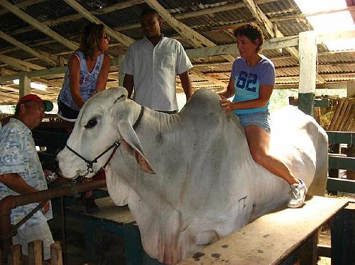 Brahma Bull